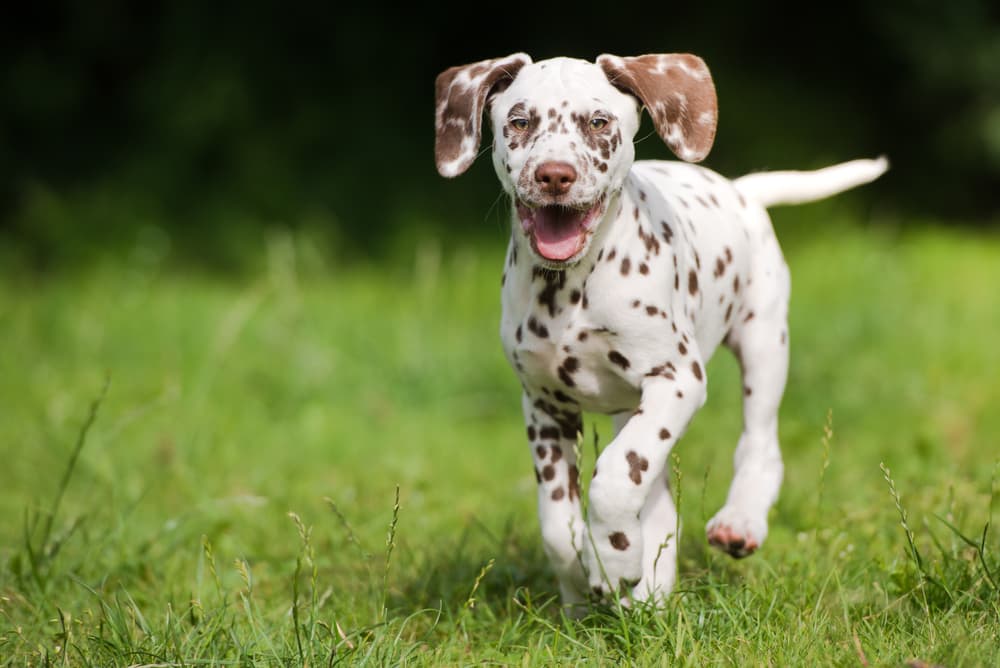 Toltrazuril for Giardia in Dogs
